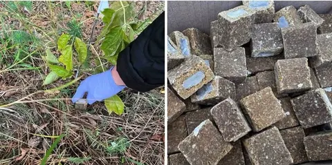 На Рівненщині розкладуть 288 тисяч приманок із вакциною проти сказу