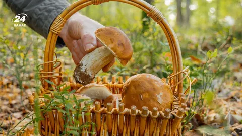 Грибний сезон у розпалі: де у вересні шукати білі, опеньки та лисички