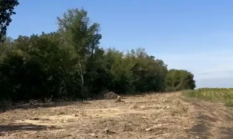 На Харківщині знищили цілу лісосмугу: понад 500 дерев, серед них дуби