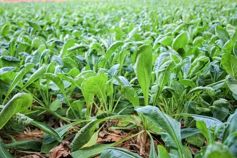 Редиска у вересні: як зібрати свіжий урожай до морозів
