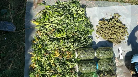 Тернопільщина: трьох людей підозрюють у збуті наркотиків