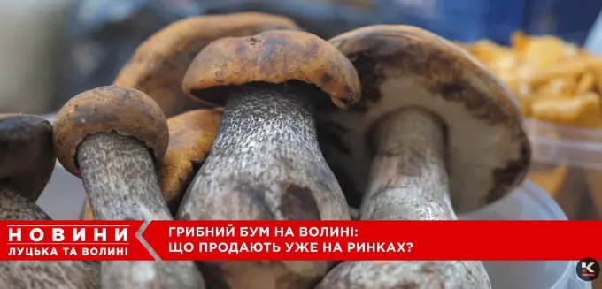 Грибний бум у Луцьку: білий гриб по 450 гривень, а врожай — хто як бачить