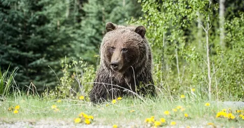 У Сибіру ведмідь загриз двох жінок, які пішли по гриби