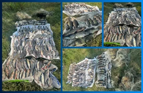 На Дніпропетровщині виловив 139 рибин сітками — збитків на 222 тисячі гривень
