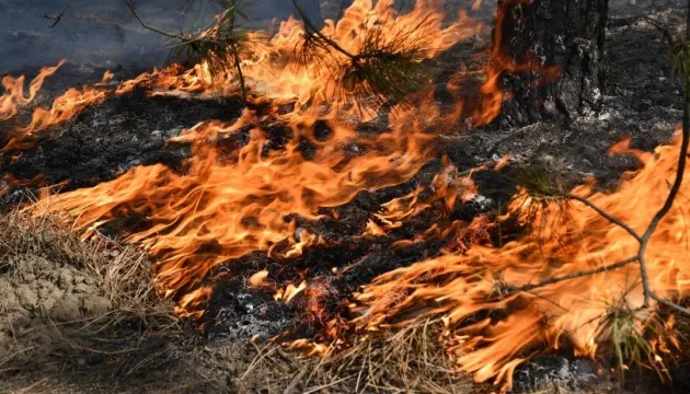 У Нідерландах вогонь знищив 21 гектар заповідника