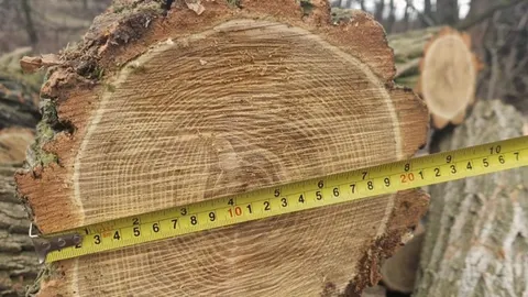 На Дніпропетровщині нові підозри у справі про вирубку лісу на 10 млн гривень
