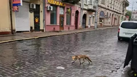 У Чернівцях на вулицях дедалі частіше помічають лисиць: що робити при зустрічі