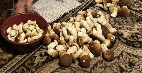 Волинянка приносить з лісу по кілька відер білих грибів за раз